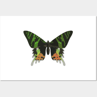 Madagascan Sunset Moth Digital Painting Posters and Art